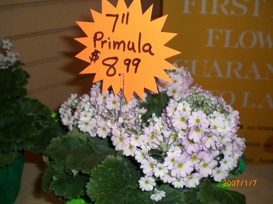 Resize of CIMG0504.JPG